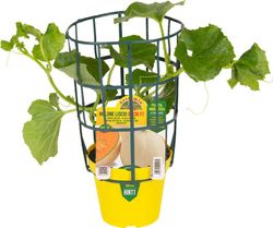 Melón Licio Bacir 1 Planta en M-14 Injertada