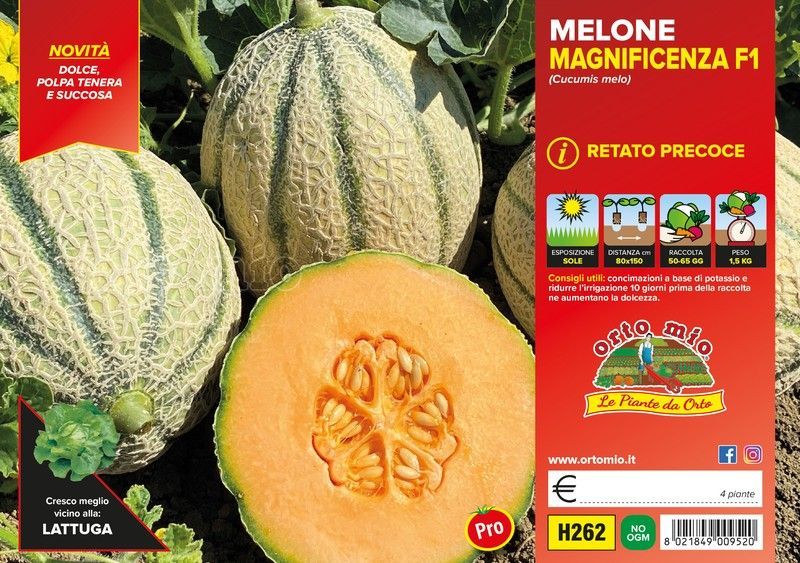 Melón Rayado con Rodaja Precoz 4 Plantas En Pack