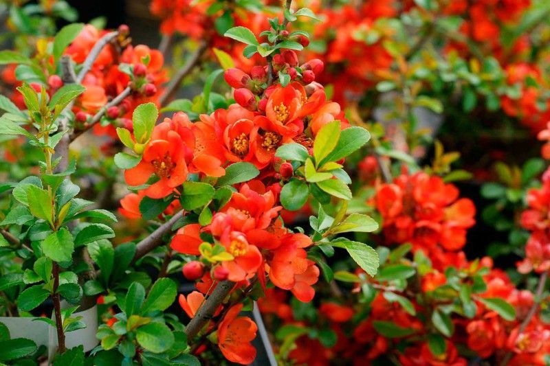 Membrillero del japón naranja, Chaenomeles japonica Sargentii