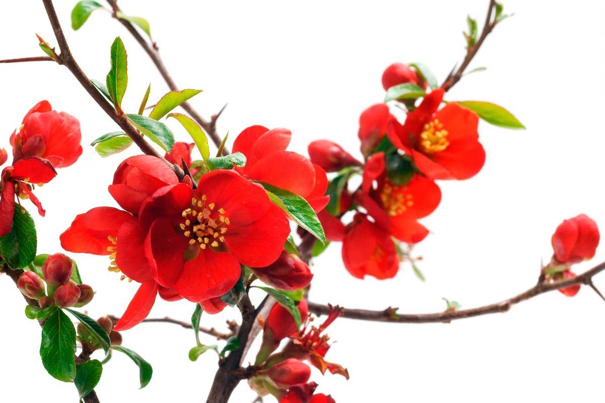 Membrillero del japón rojo sandía, Chaenomeles superba Texas Scarlet