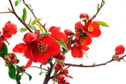 Membrillero del japón rojo sandía, Chaenomeles superba Texas Scarlet