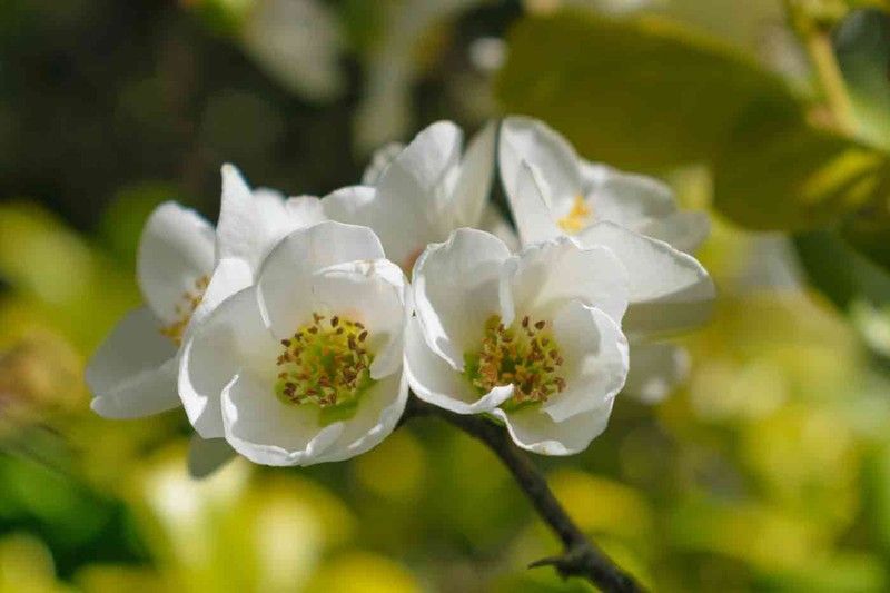 Membrillero japonés blanco, Chaenomeles speciosa nivalis