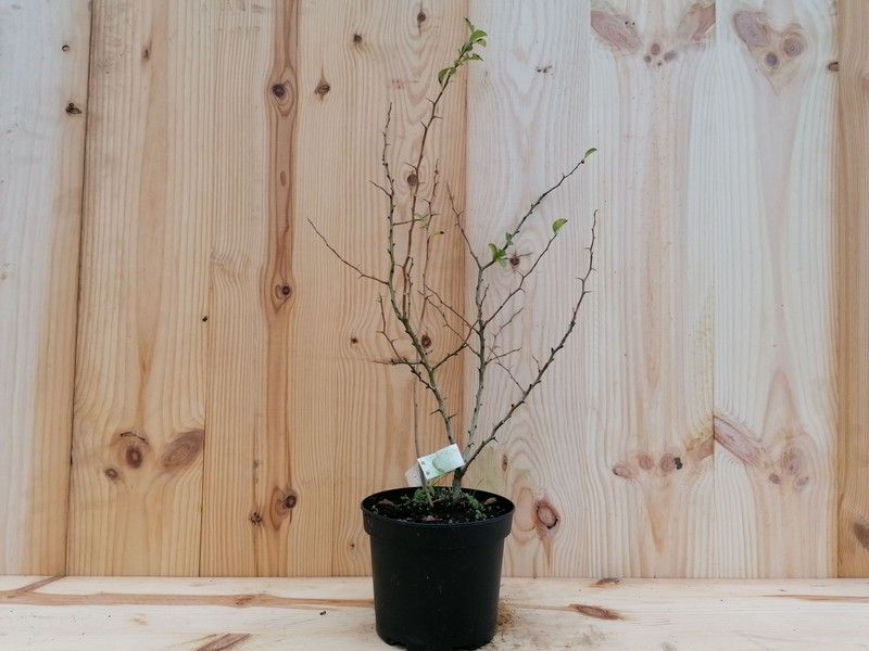 Membrillero japonés de flor naranja, Chaenomeles superba Orange Trail