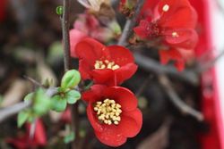 Membrillero japonés rojo, Chaenomeles superba "Crimson and Gold"