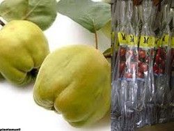 Membrillero Wranja. Frutal en cepellón. Cydonia oblonga