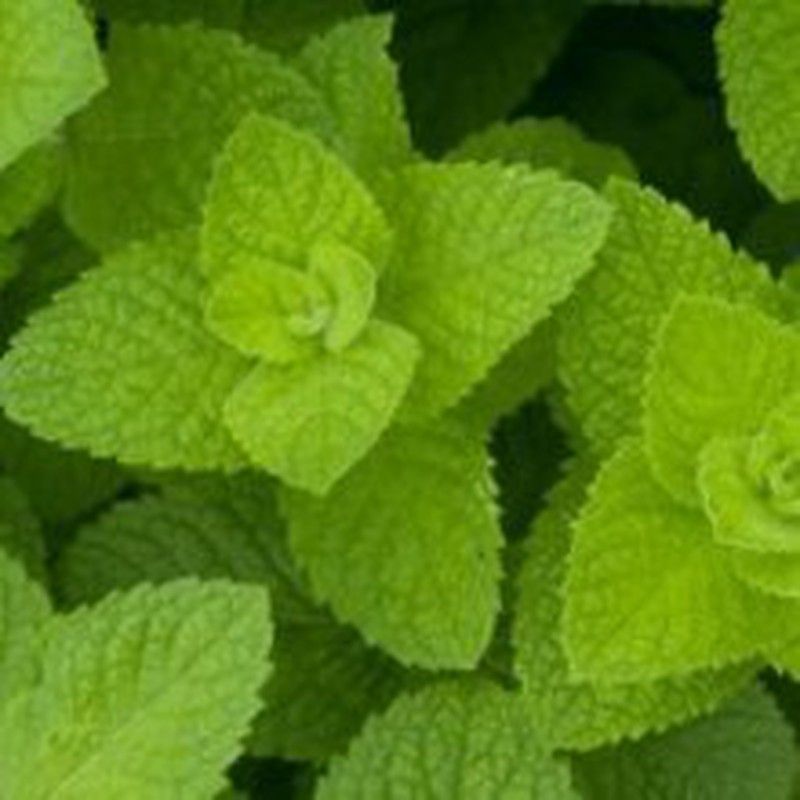 Menta Hierbabuena Bio