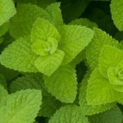 Menta Hierbabuena Bio