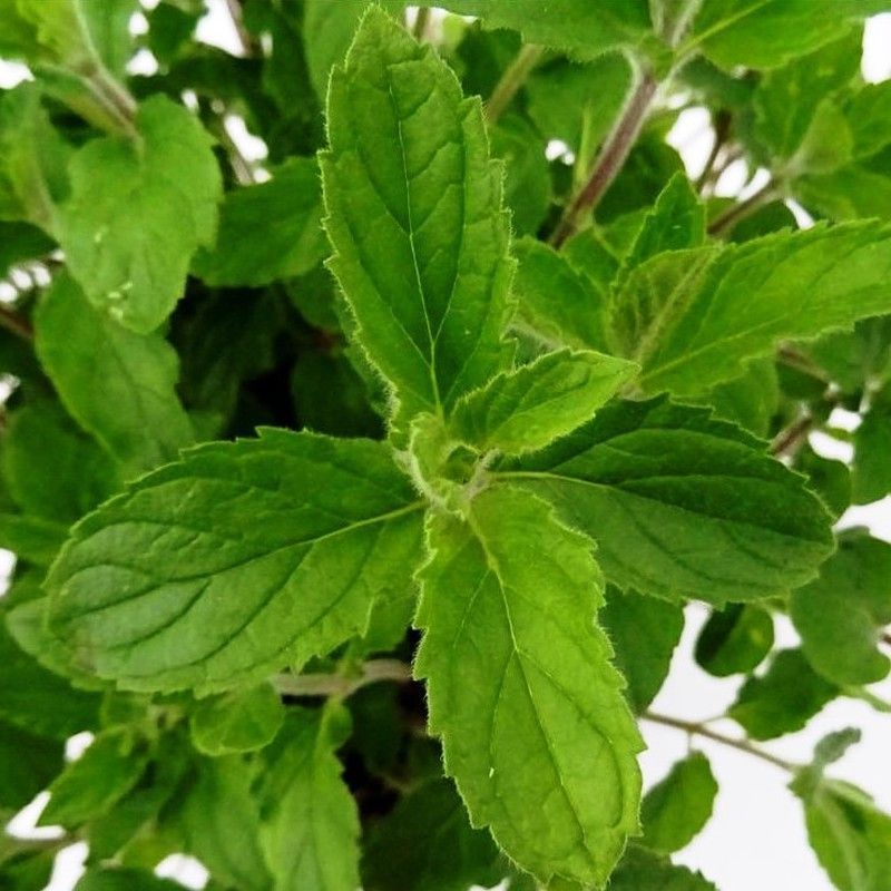 Menta Ibicenca