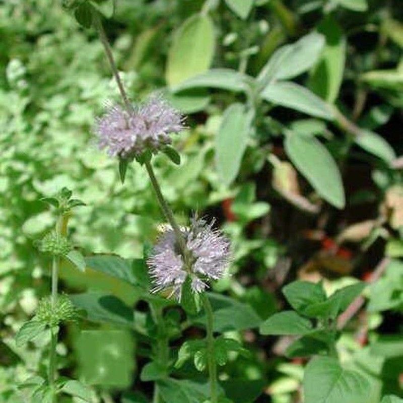 Menta Poleo Bio