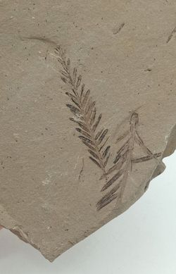 Metasequoia (vegetal fósil)