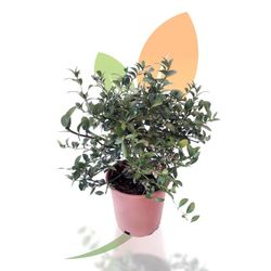 Microcitrus Australasica