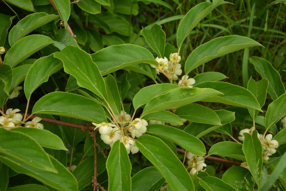 Mini kiwi o kiwiño macho - Actinidia arguta "Weiki"