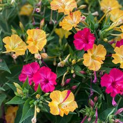 Mirabilis Jalapa, Don Diego de Noche, Caja 10 uds.
