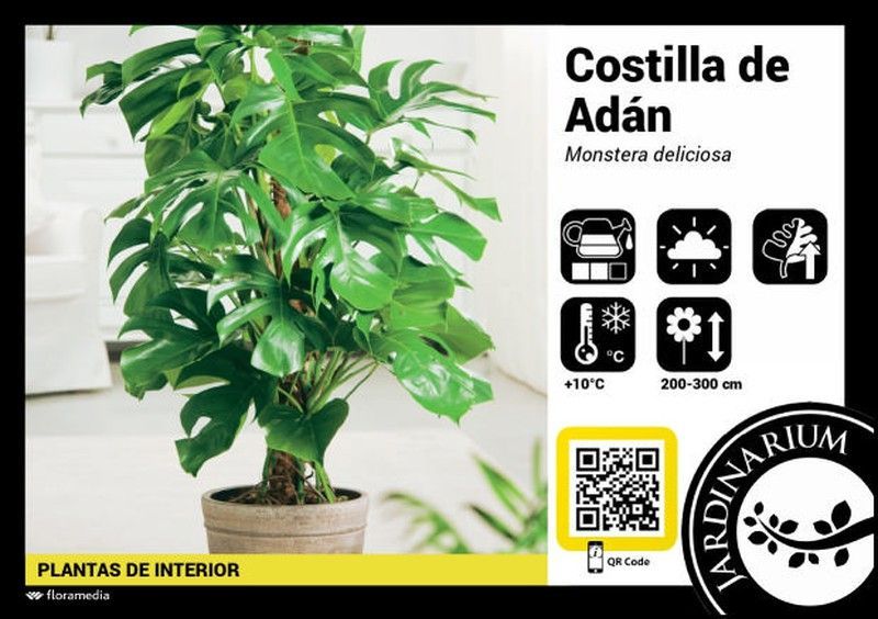 Monstera deliciosa 100cm altura