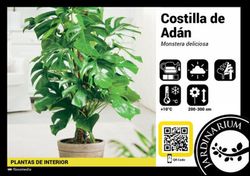 Monstera deliciosa 100cm altura