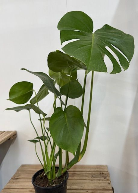 MONSTERA DELICIOSA M-14 - 70cm altura
