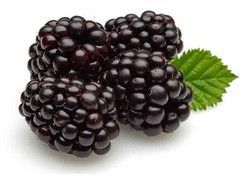 Mora sin espinas, zarzamora, Rubus fruticosus triple corona