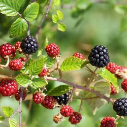Moras de Bosque