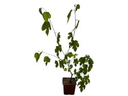 Morus Illinois Everbearing - morera árbol