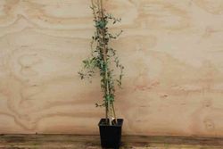 Murtilla 'Flambeau'. Ugni molinae