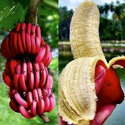 Musa Acuminata Red Dacca