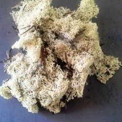 Musgo Natural Nórdico