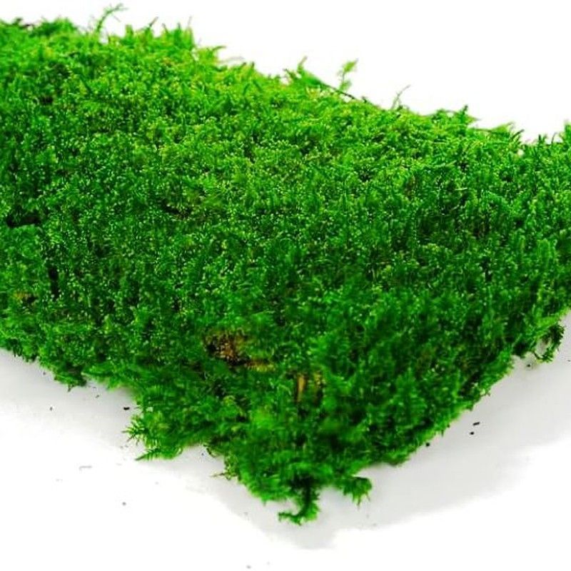 Musgo Natural Preservado Extra 500 gr