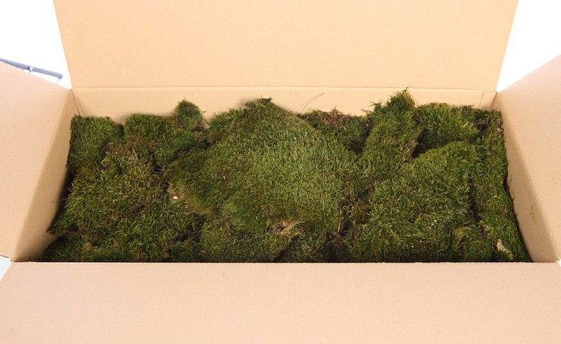 Musgo plano preservado