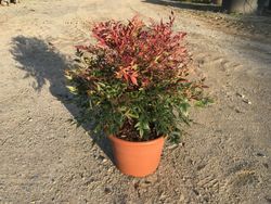 Nandina    Bambu sagrado    Nandina domestica