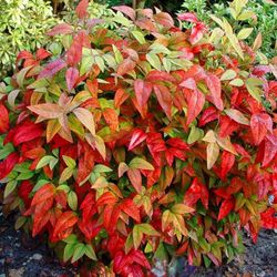 Nandina domestica