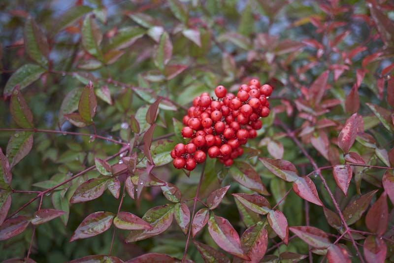 Nandina domestica