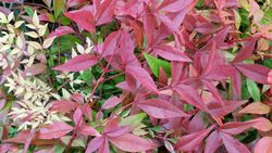 Nandina domestica "Gulf stream"