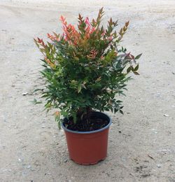 Nandina domestica 'Gulf Stream'/ 'Obsession Seika'