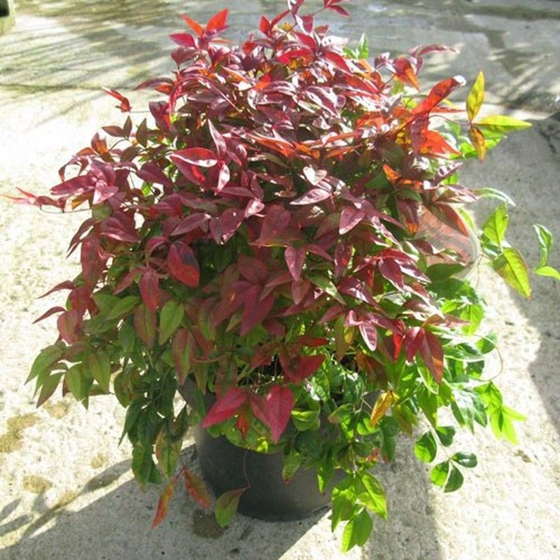 Nandina   Nandina domestica Fire Power