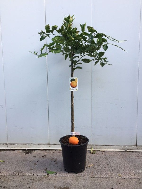 NARANJO C-25 EXTRAS 10 LT