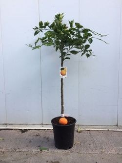 NARANJO C-25 EXTRAS 10 LT