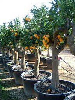 NARANJO C-75 EJEMPLAR