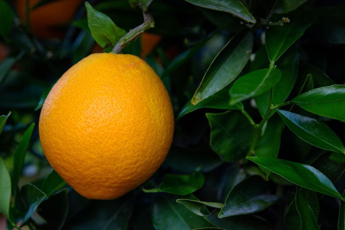 Naranjo Navelate, Citrus x sinensis