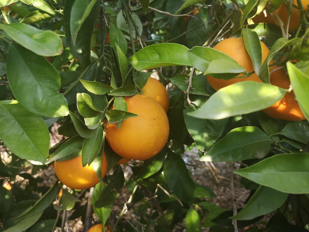 Naranjos Lane late - Citrus x sinensis "Lane late"