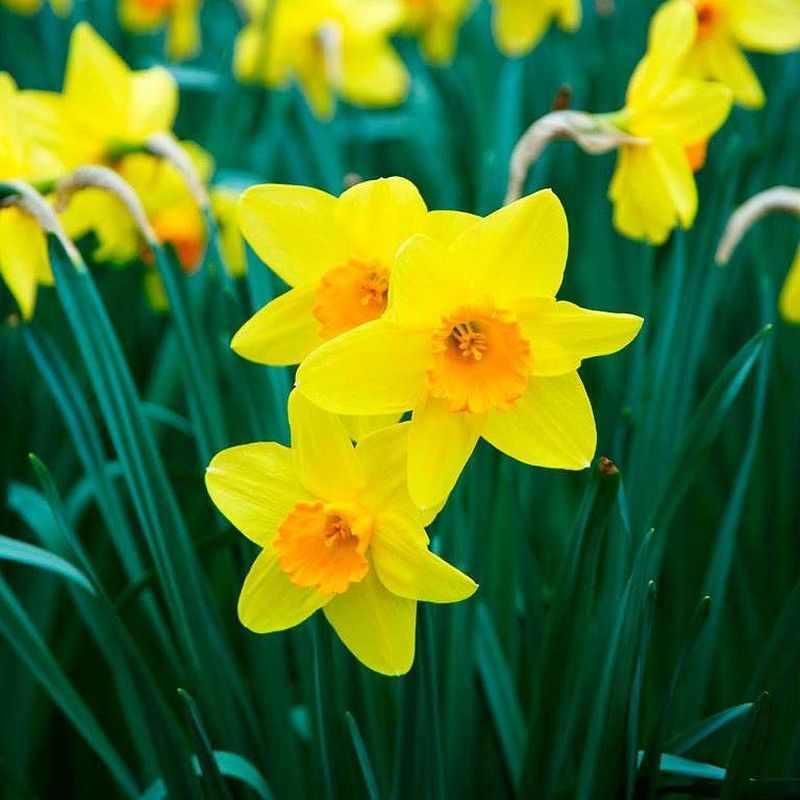 Narcisos