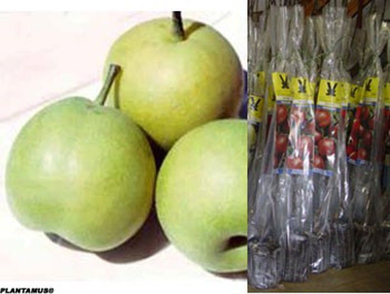 Nashi 'Nijisseiki'. Peral asiático