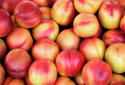 Nectarina Caldesi C-24  ITALIA