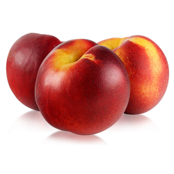 Nectarina Independence C-24  ITALIA