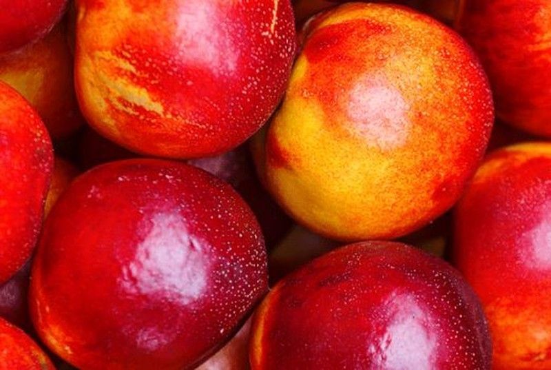 Nectarina P.G Star Red Gold C-24 ITALIA