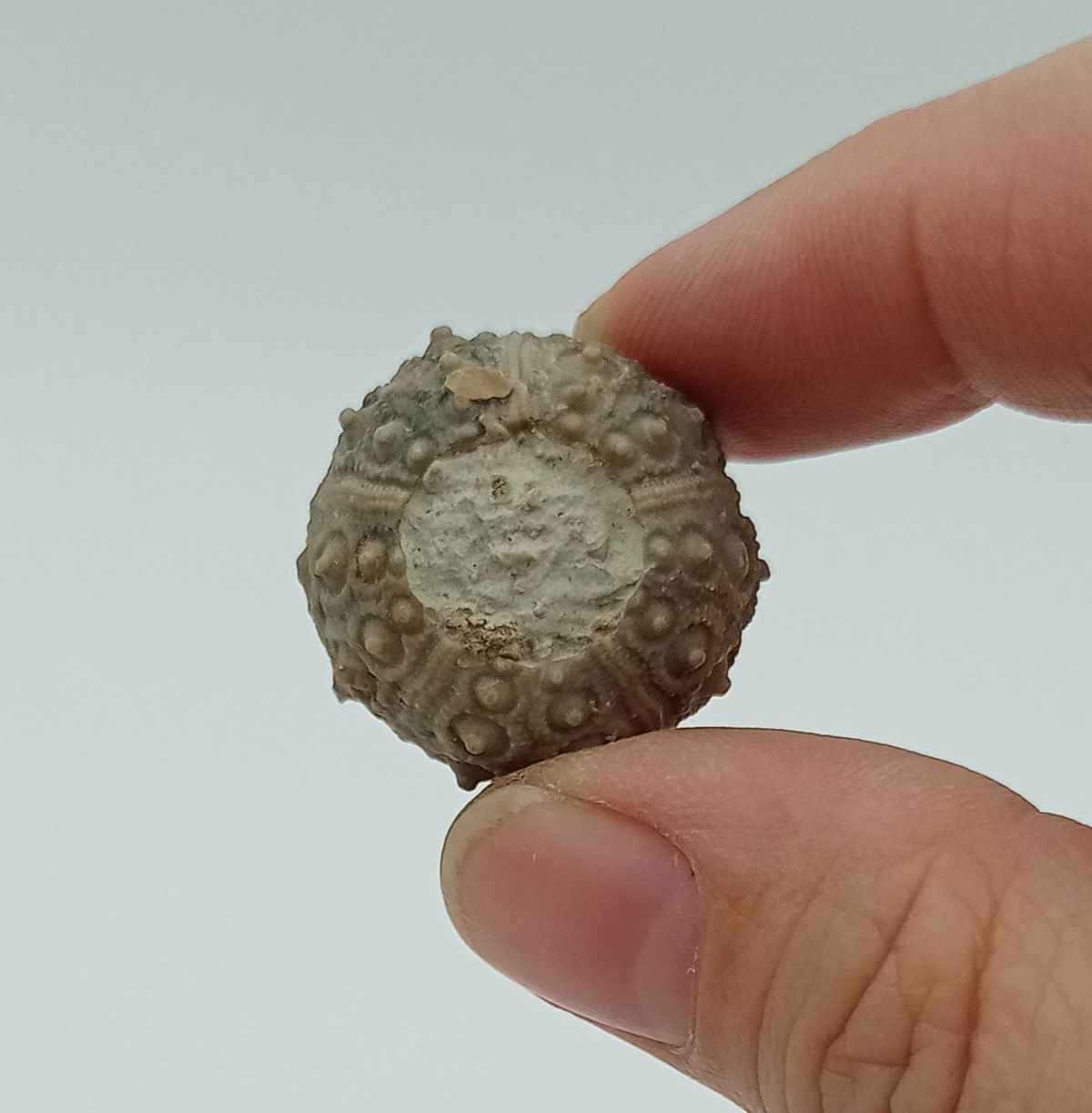 Nenoticidaris mercieri (ejemplar sin matriz)