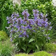 Nepeta Hybrid Neptune Caja 6 uds.