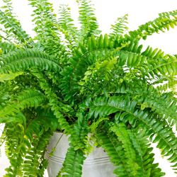 Nephrolepis Ejemplar