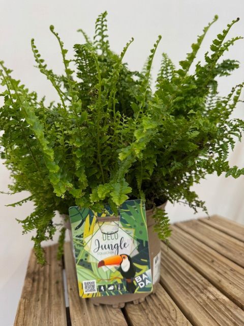 NEPHROLEPSIS TIGER M-17