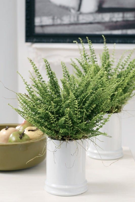 Neprolephis exalta  boston t-15