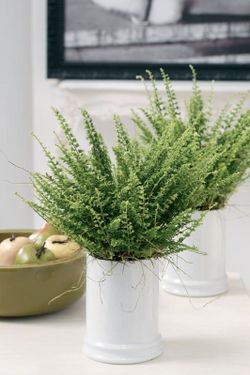 Neprolephis exalta  boston t-15